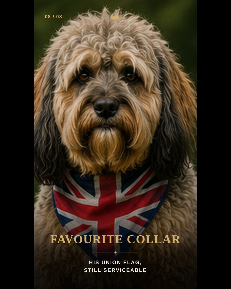 Bertie the Cavapoo, wearing a Union flag collar