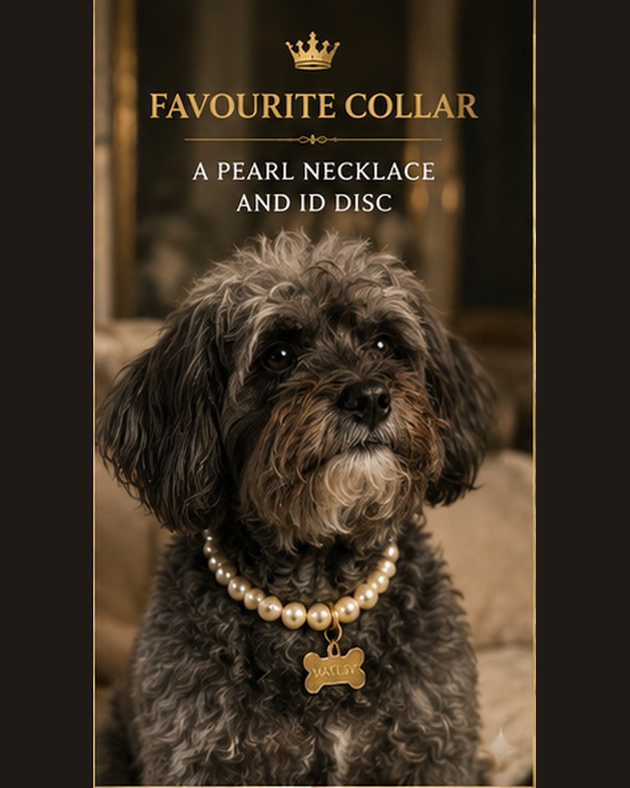 Marley the YorkiePoo, wearing pearls
